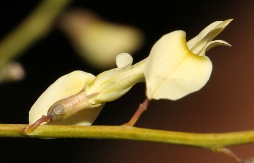 Image of Wiborgia tetraptera by (c) Brian du Preez, some rights reserved (CC BY-SA)