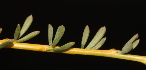 Image of Wiborgia tetraptera by (c) Brian du Preez, some rights reserved (CC BY-SA)