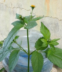 Bidens pilosa pilosa