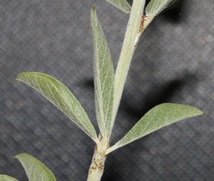 Psoralea striata