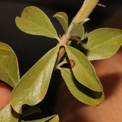 Psoralea striata