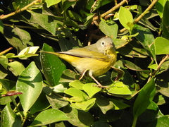 Leiothlypis ruficapilla