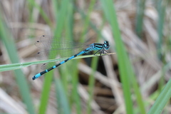 Coenagrion ornatum