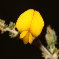 Aspalathus desertorum