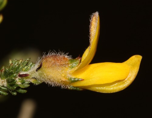 Image of Aspalathus desertorum by (c) Brian du Preez, some rights reserved (CC BY-SA)