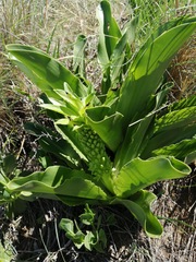 Eucomis
