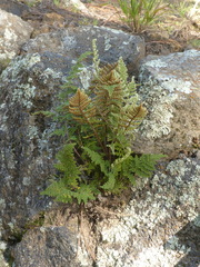 Myriopteris covillei