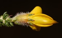 Aspalathus desertorum