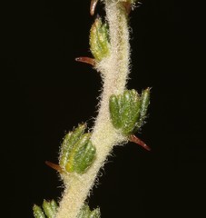 Aspalathus desertorum