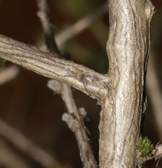 Aspalathus desertorum