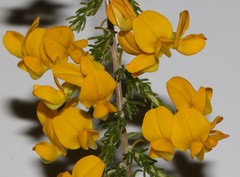 Aspalathus corrudifolia