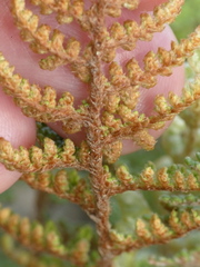 Myriopteris covillei