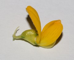 Aspalathus corrudifolia