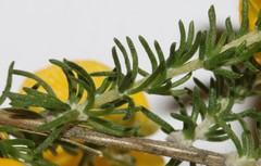 Aspalathus corrudifolia