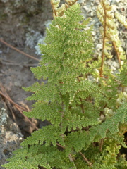 Myriopteris covillei