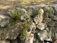 Myriopteris covillei