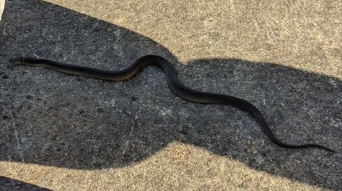 Australian Copperheads sighting