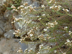 Sedum jurgensenii