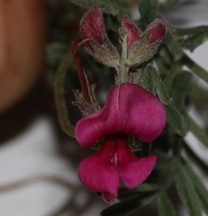 Indigofera complicata
