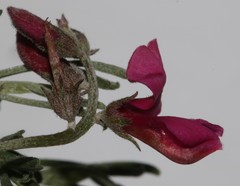 Indigofera complicata