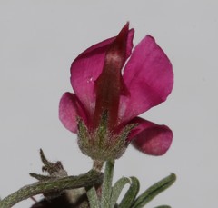 Indigofera complicata