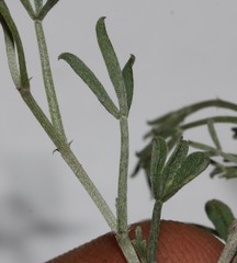 Indigofera complicata