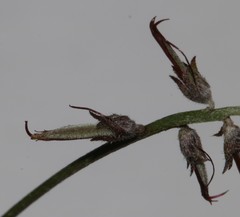 Indigofera complicata