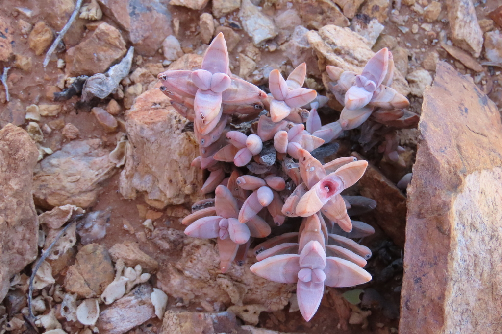 Crassula grisea 2