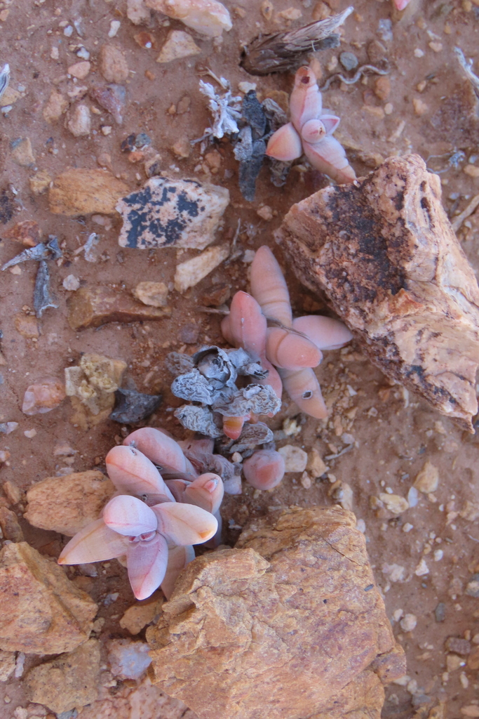 Crassula grisea