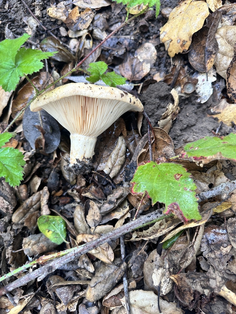 Lactarius alnicola · December 2025 · photo: © katrinamccollough (iNaturalist, cc0)