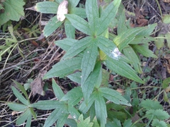Anemonastrum dichotomum