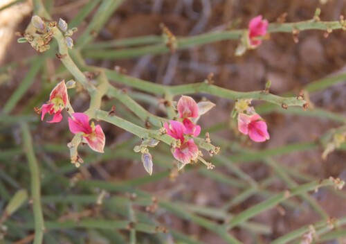 Naked Indigo (Indigofera nudicaulis)