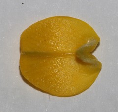 Aspalathus corrudifolia