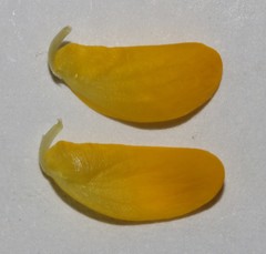 Aspalathus corrudifolia