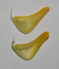 Aspalathus corrudifolia