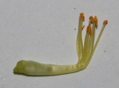 Aspalathus corrudifolia