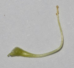 Aspalathus corrudifolia