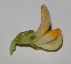 Aspalathus brevicarpa