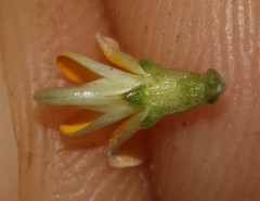 Aspalathus brevicarpa