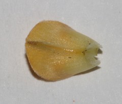 Aspalathus brevicarpa
