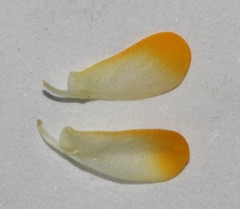 Aspalathus brevicarpa