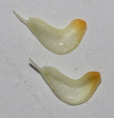 Aspalathus brevicarpa