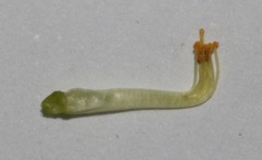 Aspalathus brevicarpa