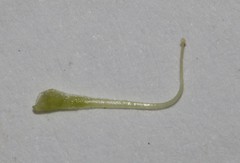 Aspalathus brevicarpa
