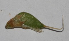 Aspalathus brevicarpa