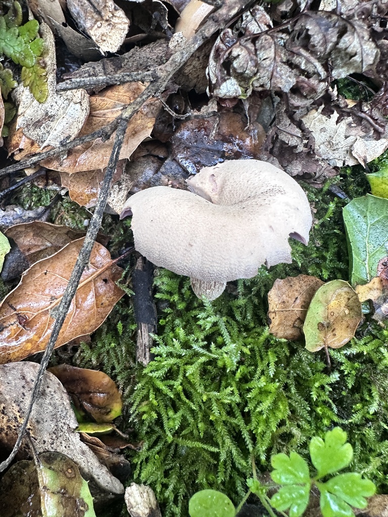 Laccaria amethysteo-occidentalis · December 2025 · photo: © katrinamccollough (iNaturalist, cc0)