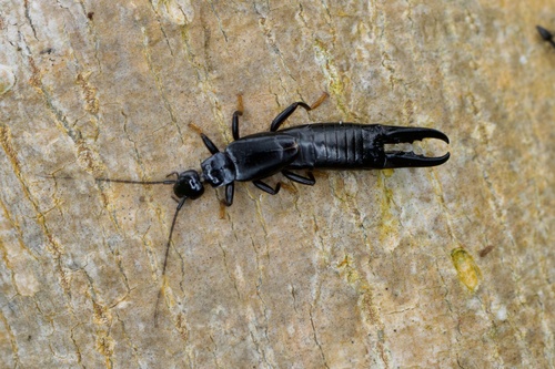 black earwig