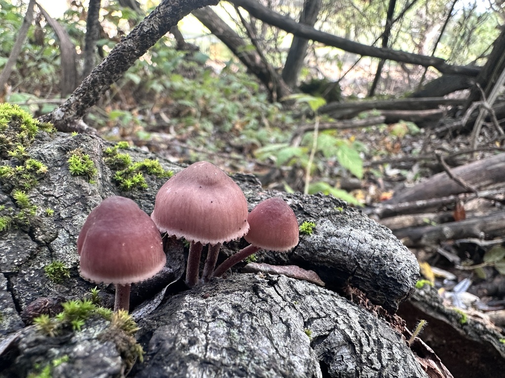 Mycena haematopus · December 2025 · photo: © katrinamccollough (iNaturalist, cc0)