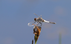 Leucorrhinia caudalis