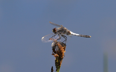 Leucorrhinia caudalis